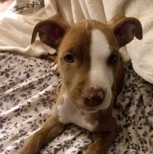 Meet your Posher, Deb